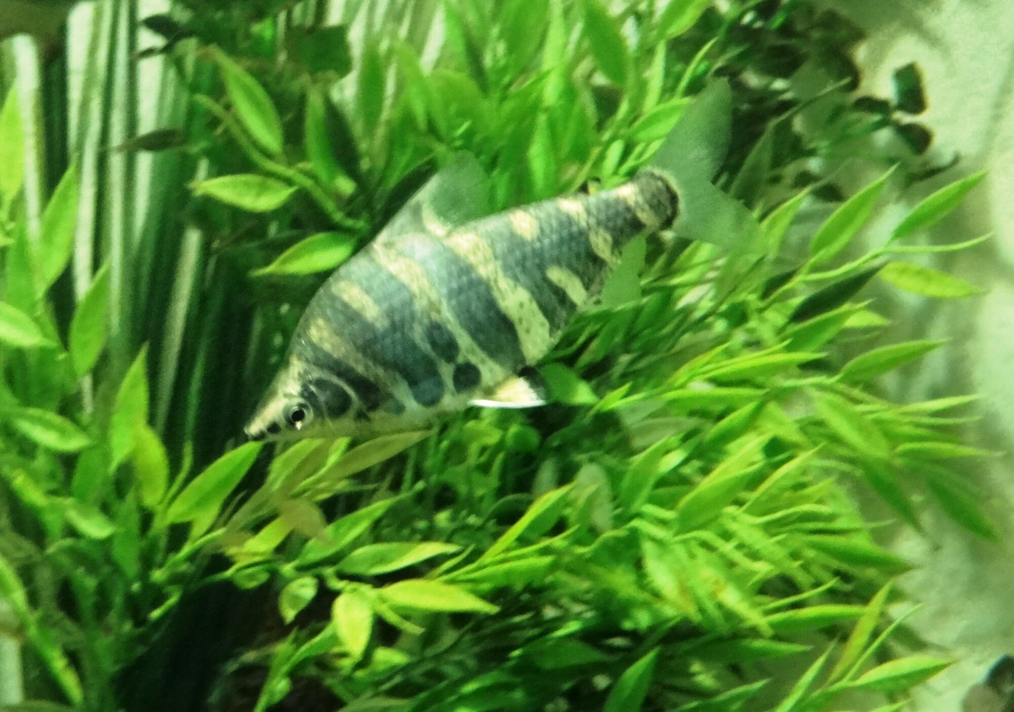 Thumbnail 2 Abramites hypselonotus