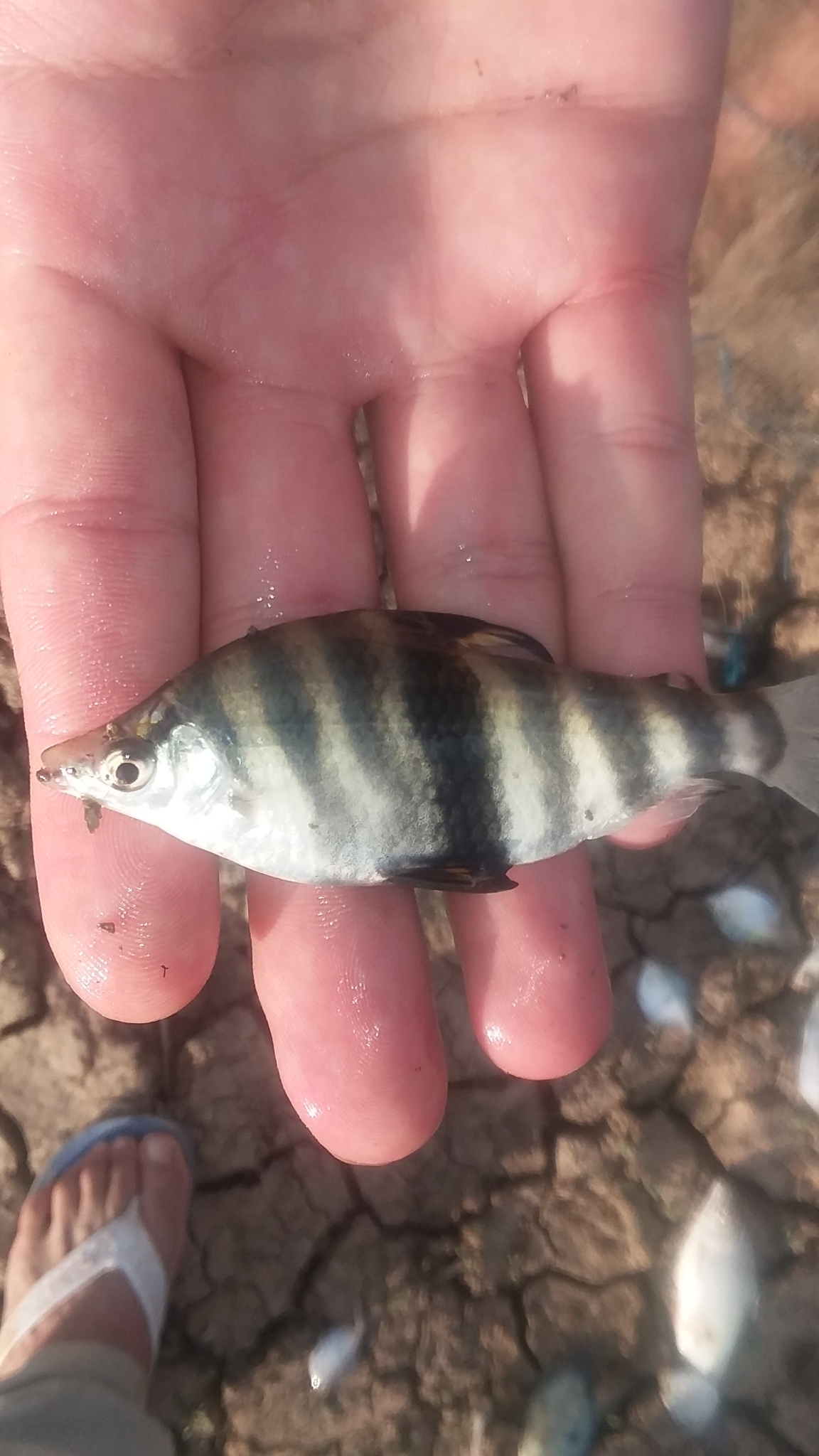 Thumbnail 3 Abramites hypselonotus
