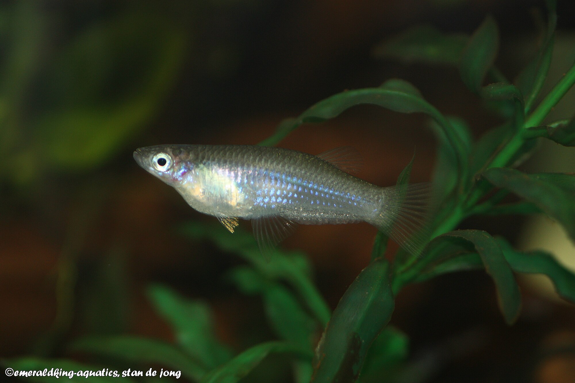 Thumbnail 2 Alfaro cultratus