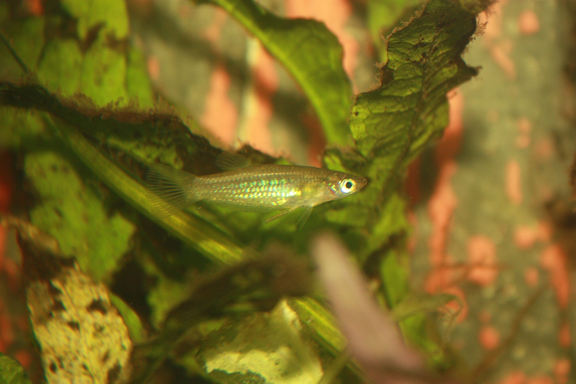 Thumbnail 3 Alfaro cultratus