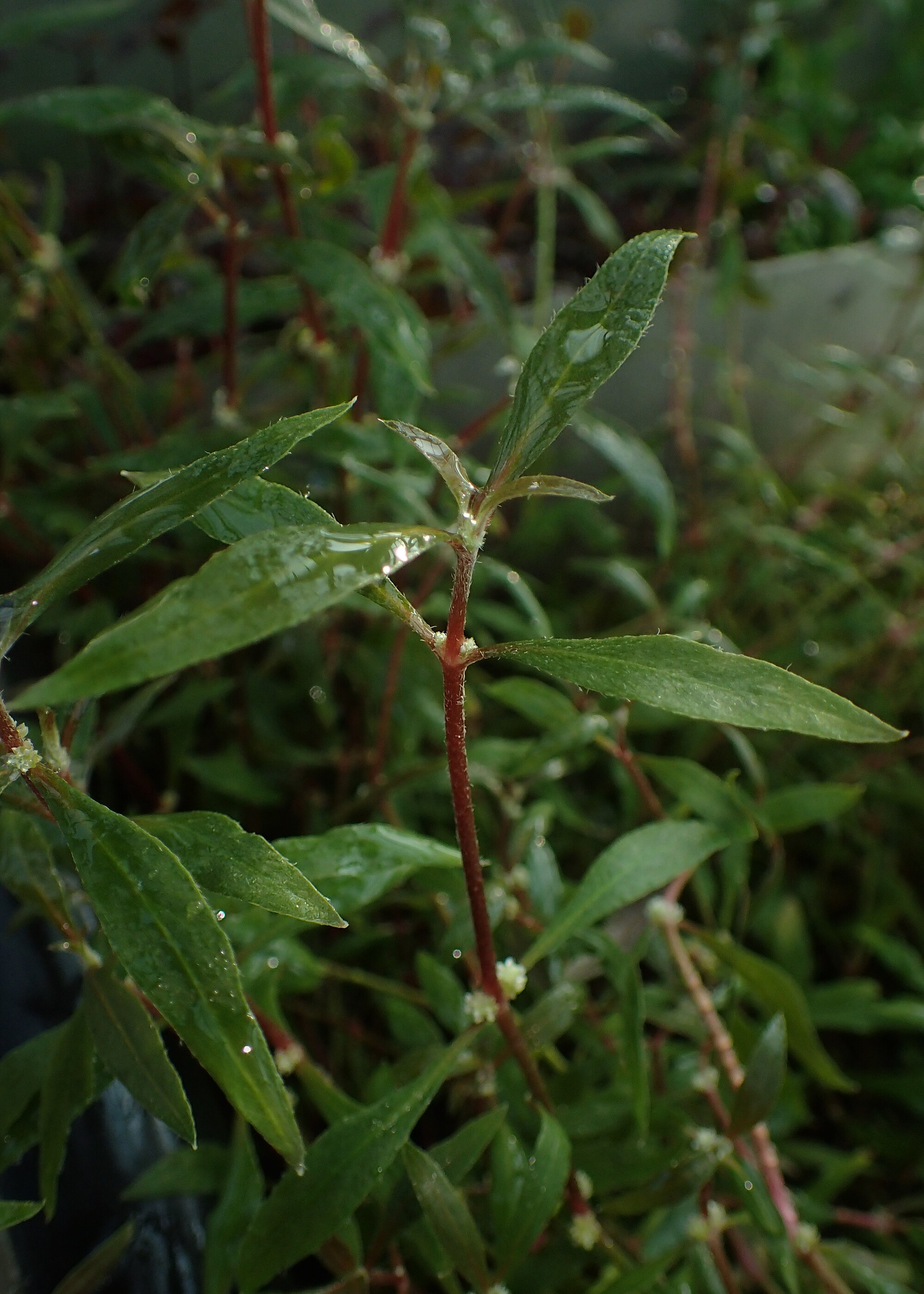 Alternanthera reineckii