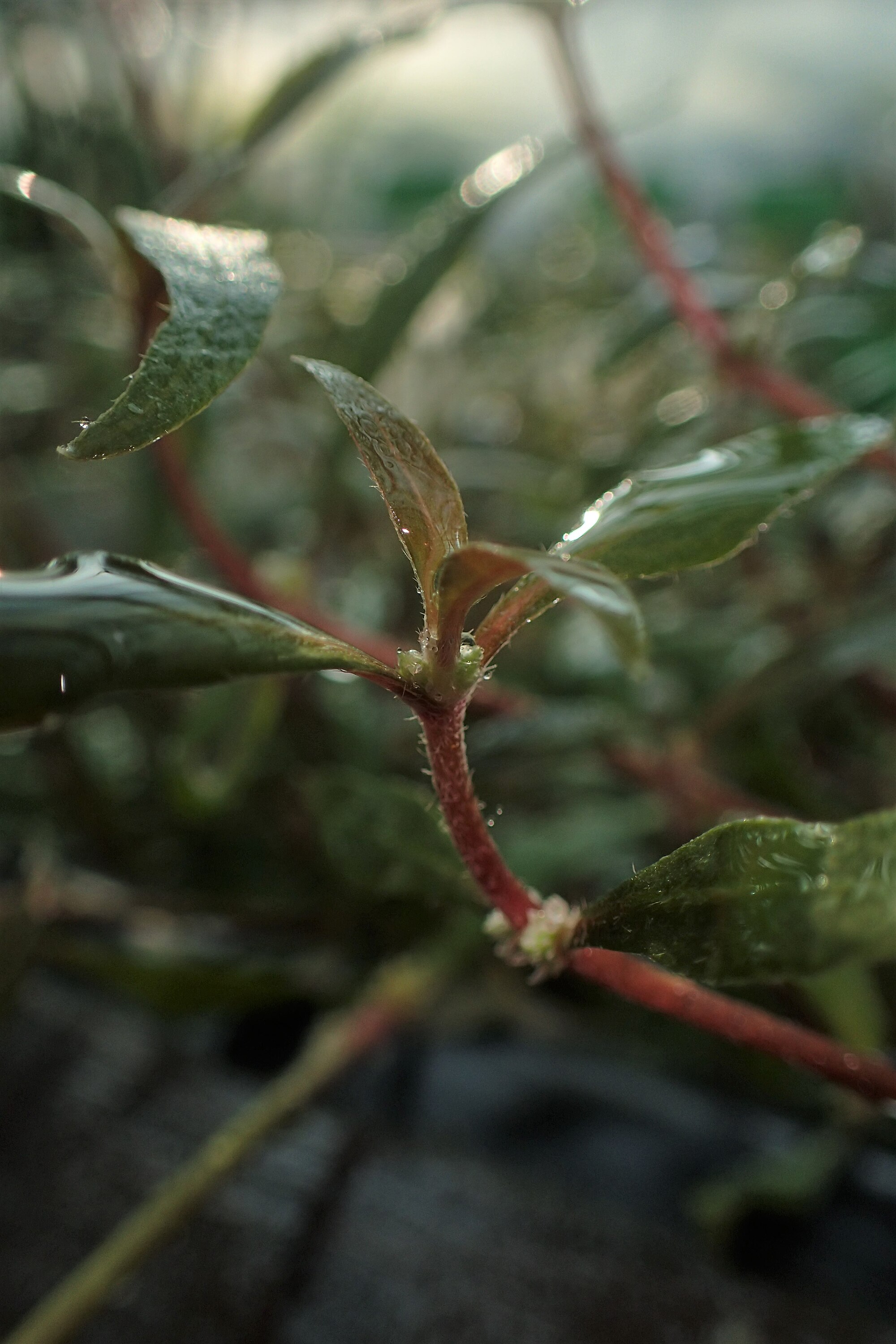 Thumbnail 2 Alternanthera reineckii