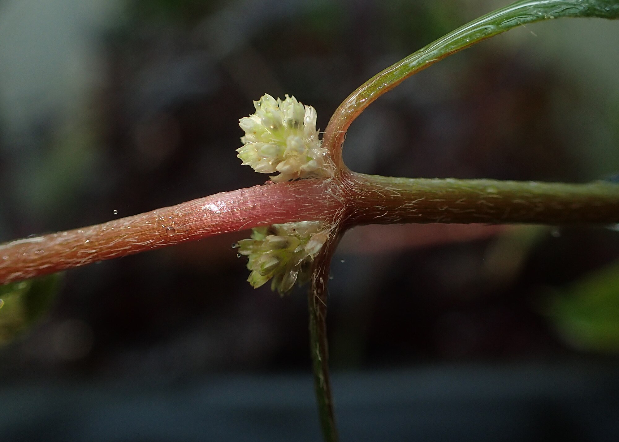 Thumbnail 3 Alternanthera reineckii