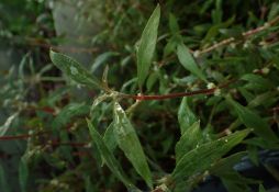 Alternanthera reineckii