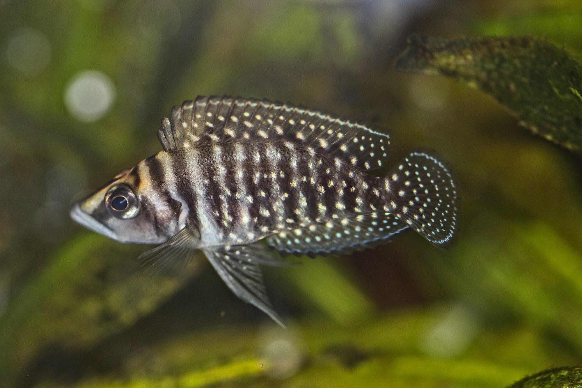 Thumbnail 2 Altolamprologus calvus