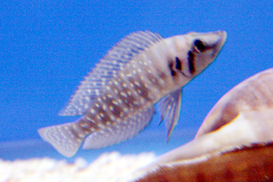 Thumbnail 3 Altolamprologus calvus