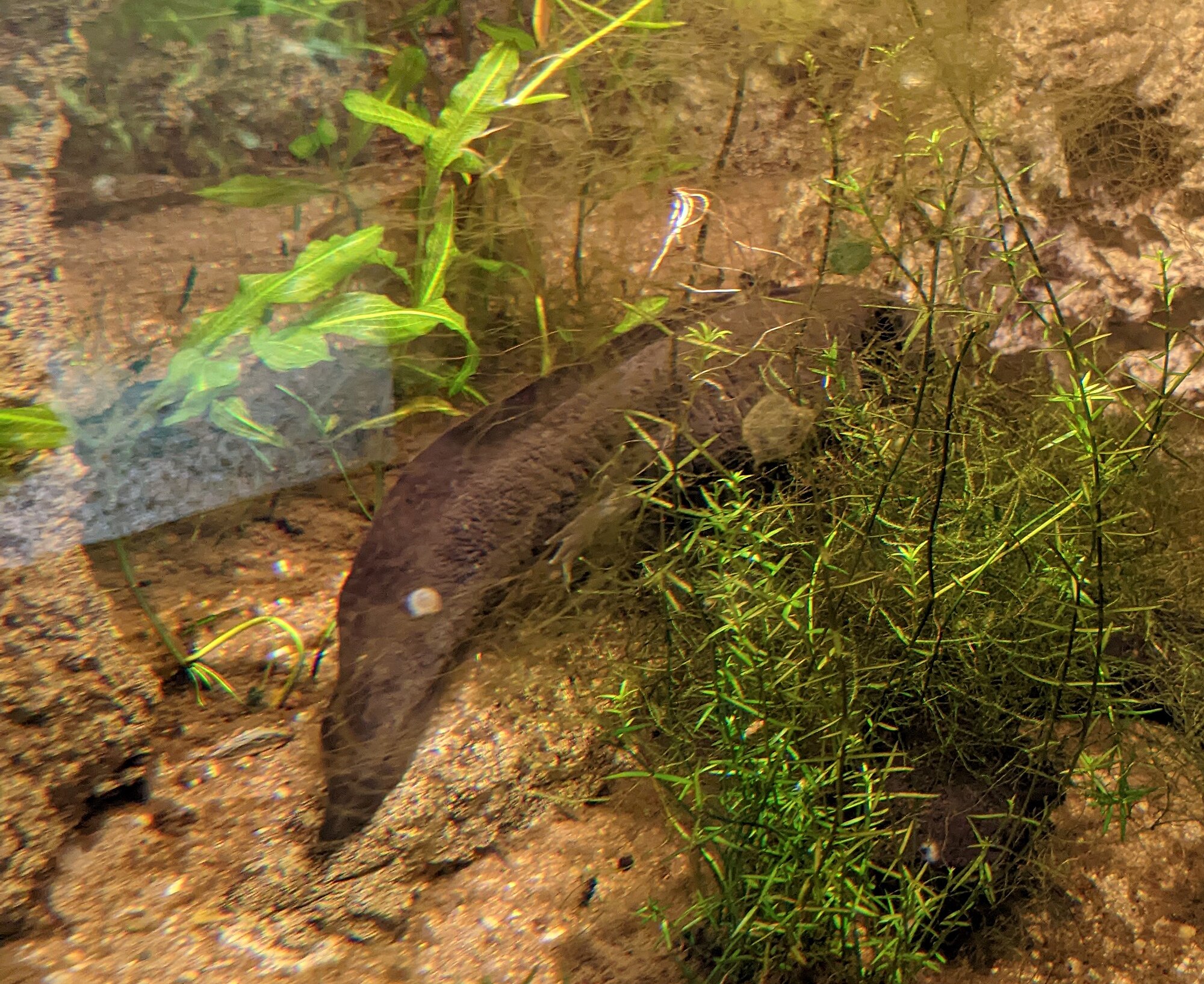 Thumbnail 2 Ambystoma mexicanum
