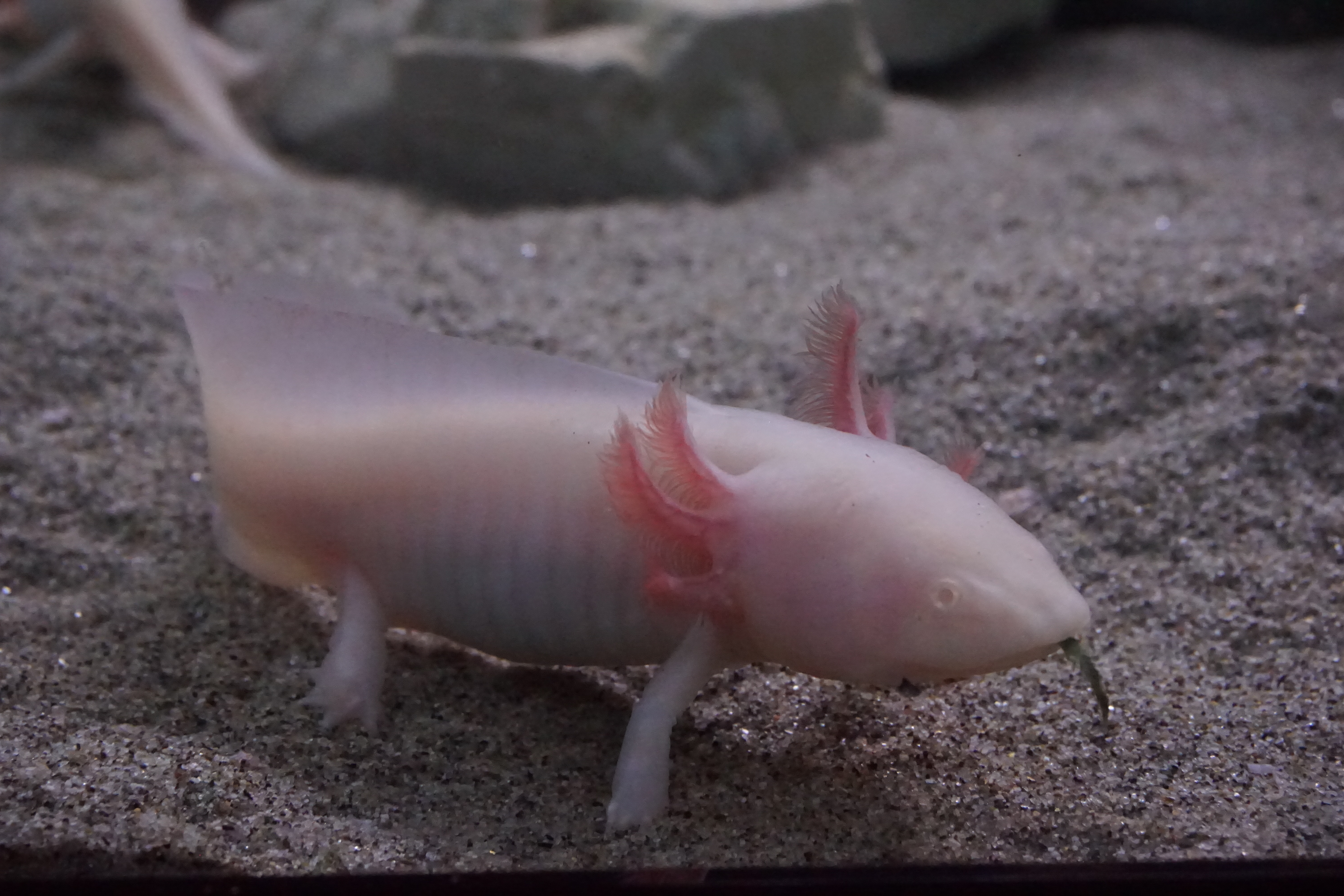 Thumbnail 3 Ambystoma mexicanum