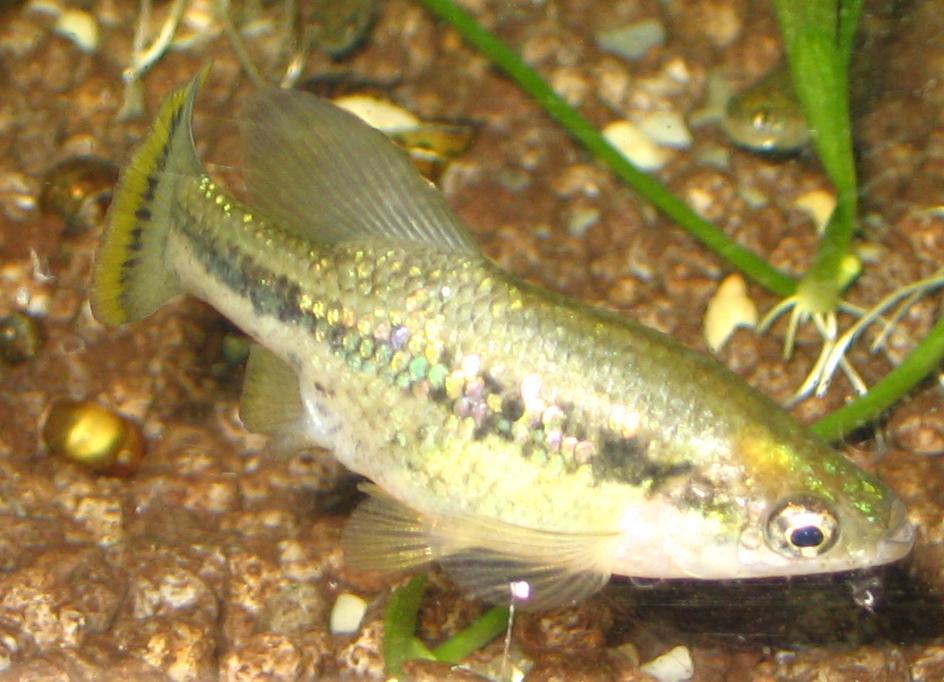 Thumbnail 2 Ameca splendens