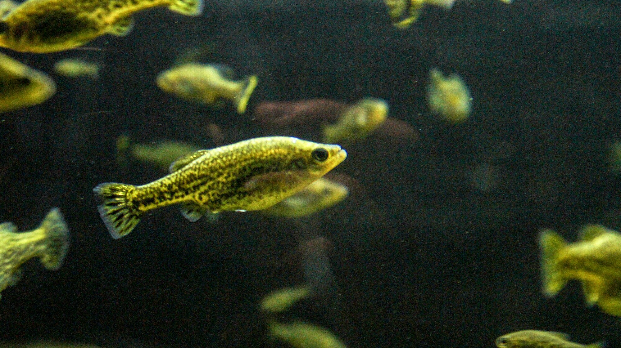 Thumbnail 3 Ameca splendens