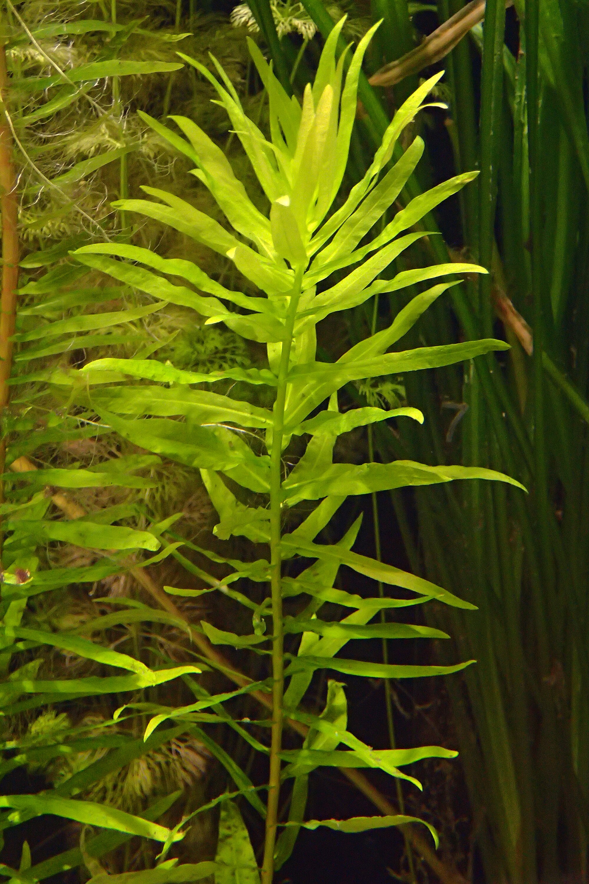 Ammannia gracilis