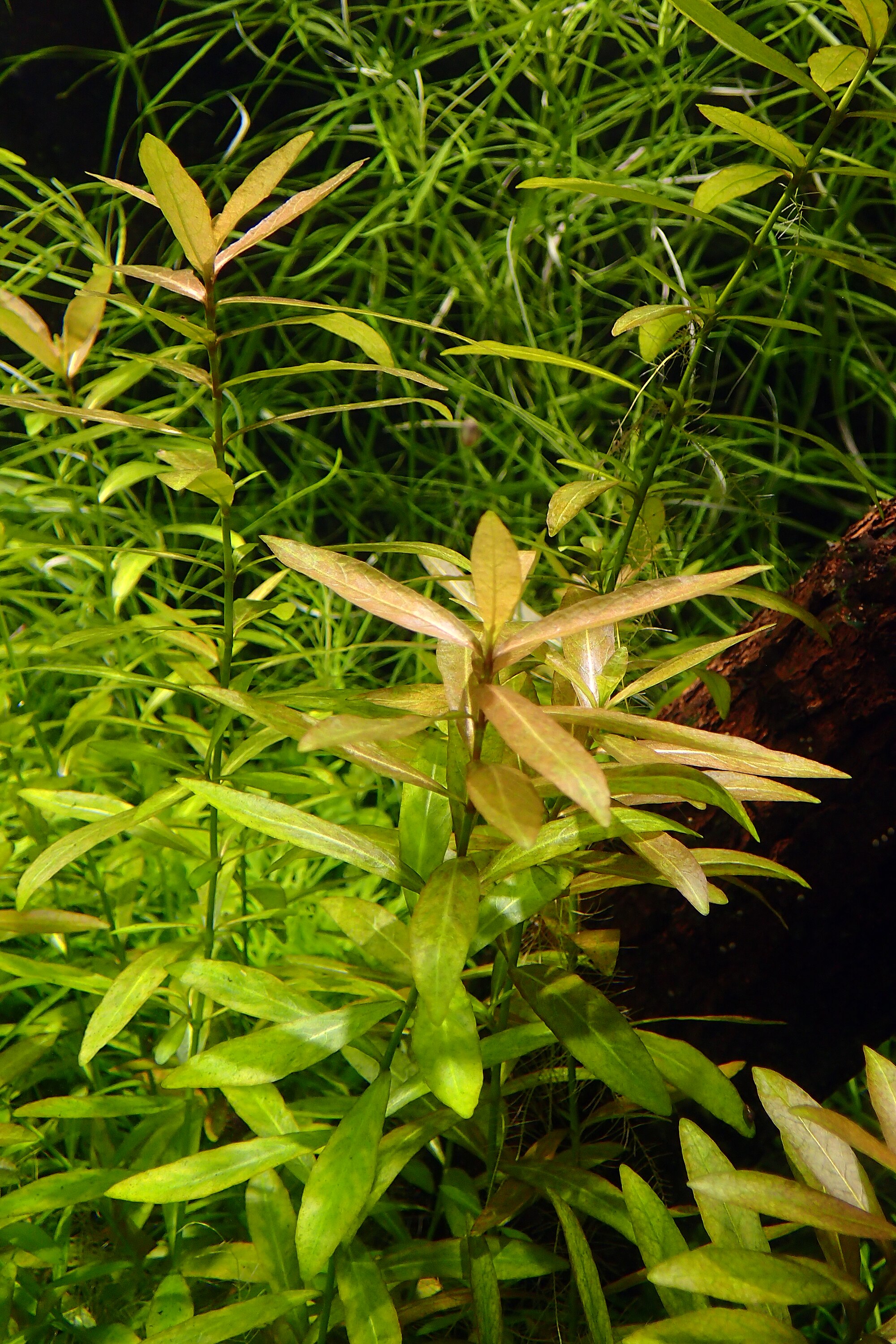 Thumbnail 2 Ammannia gracilis