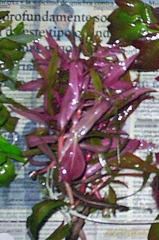 Thumbnail 3 Ammannia gracilis