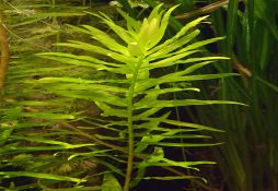 Ammannia gracilis