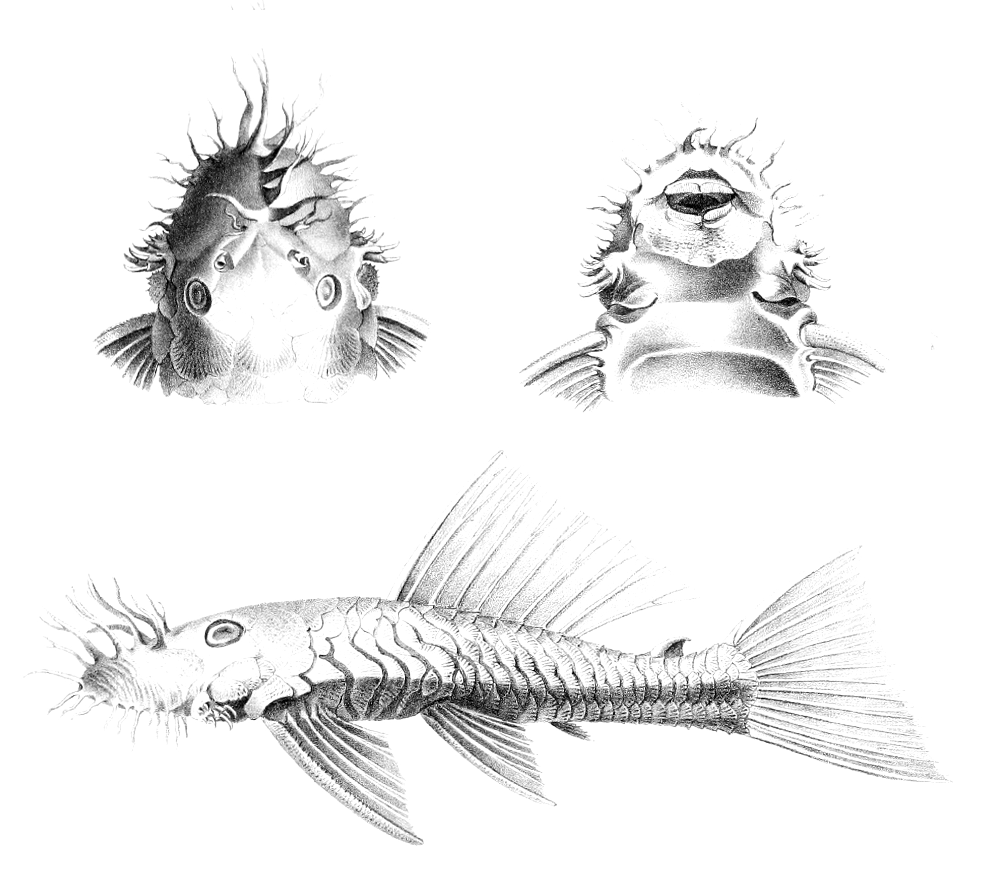 Thumbnail 2 Ancistrus dolichopterus