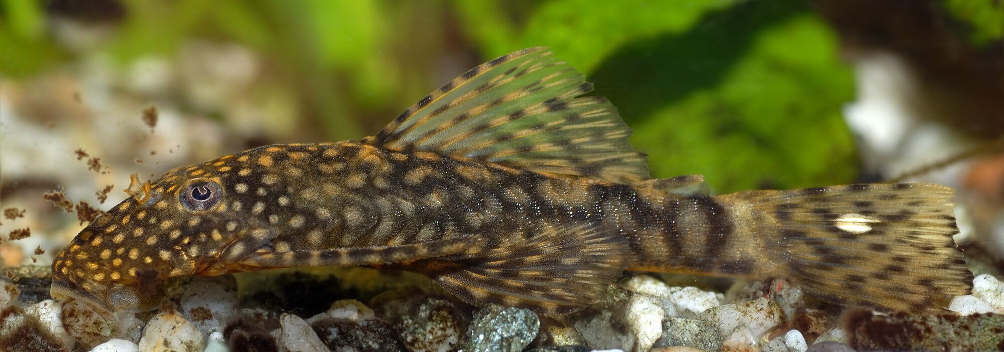 Thumbnail 3 Ancistrus dolichopterus
