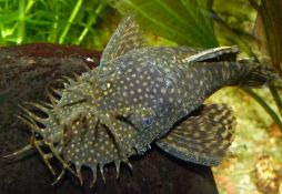 Ancistrus dolichopterus