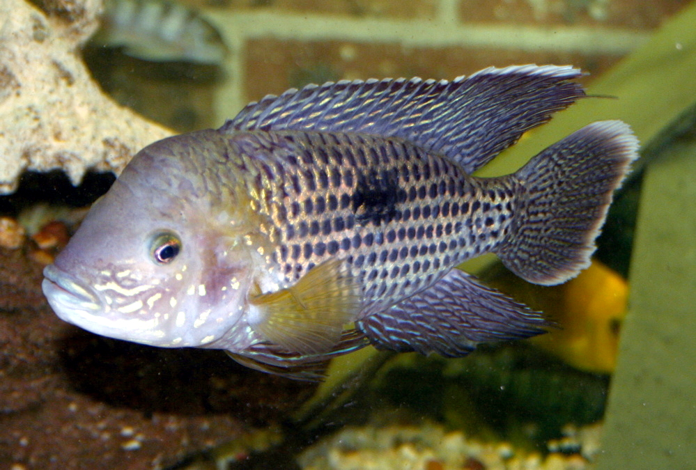 Thumbnail 2 Andinoacara rivulatus