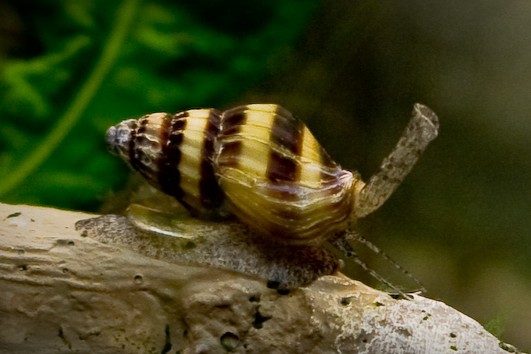 Anentome helena