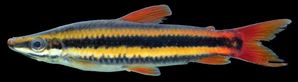 Thumbnail 2 Anostomus anostomus