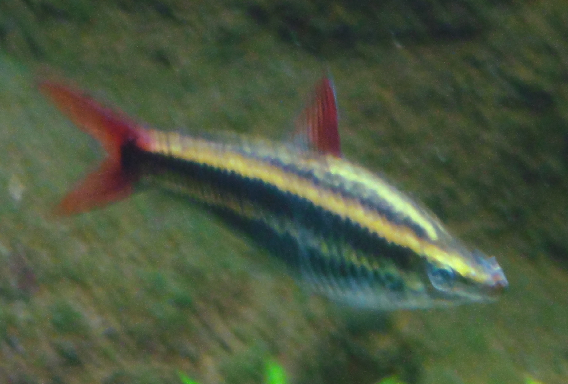 Thumbnail 3 Anostomus anostomus
