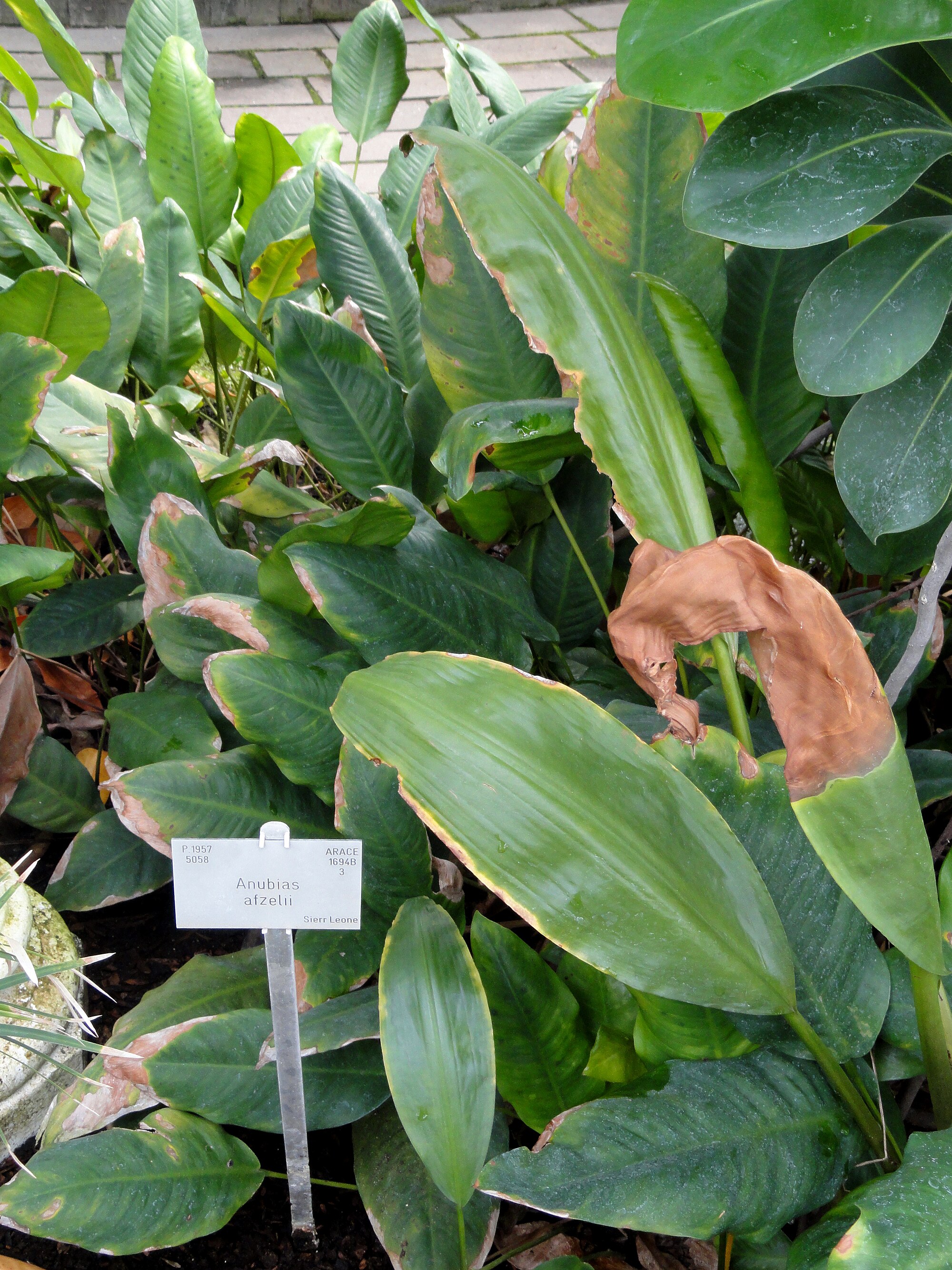 Thumbnail 2 Anubias afzelii