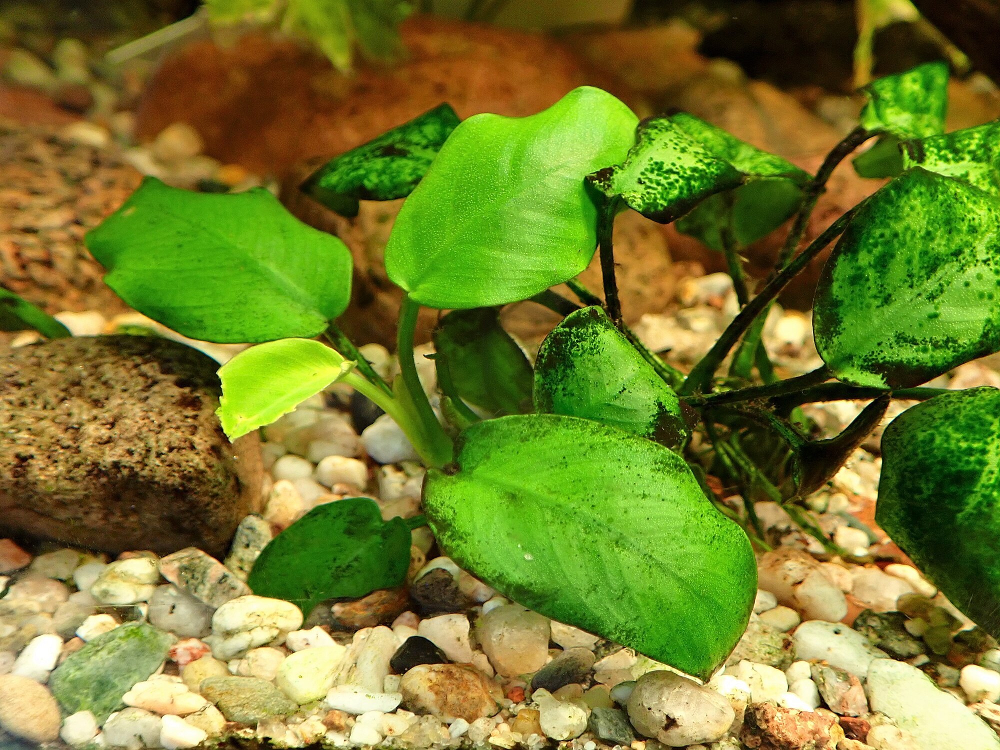 Thumbnail 2 Anubias barteri
