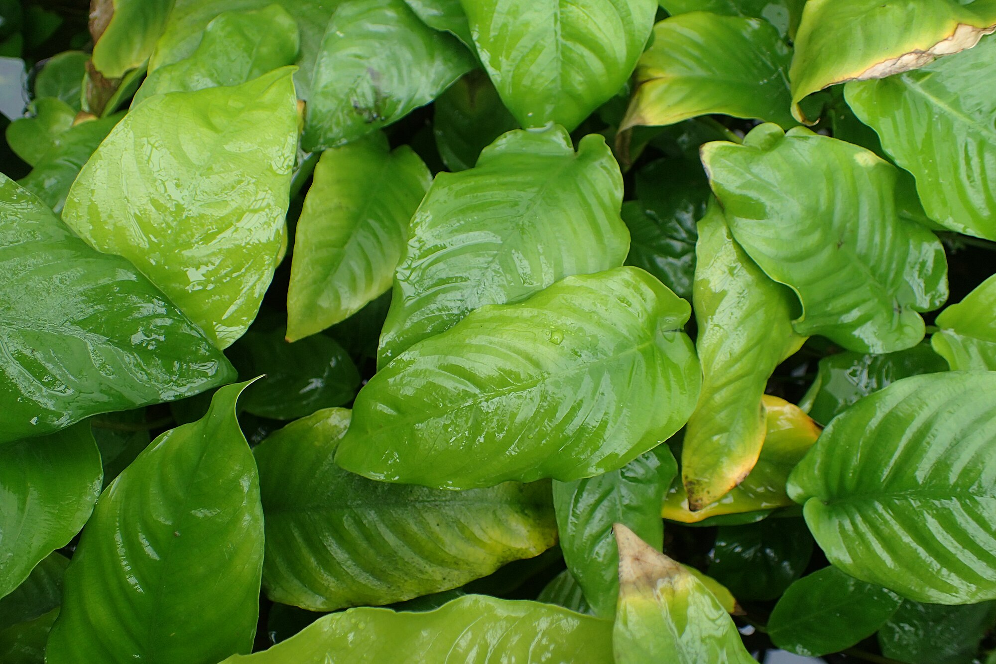 Thumbnail 3 Anubias barteri