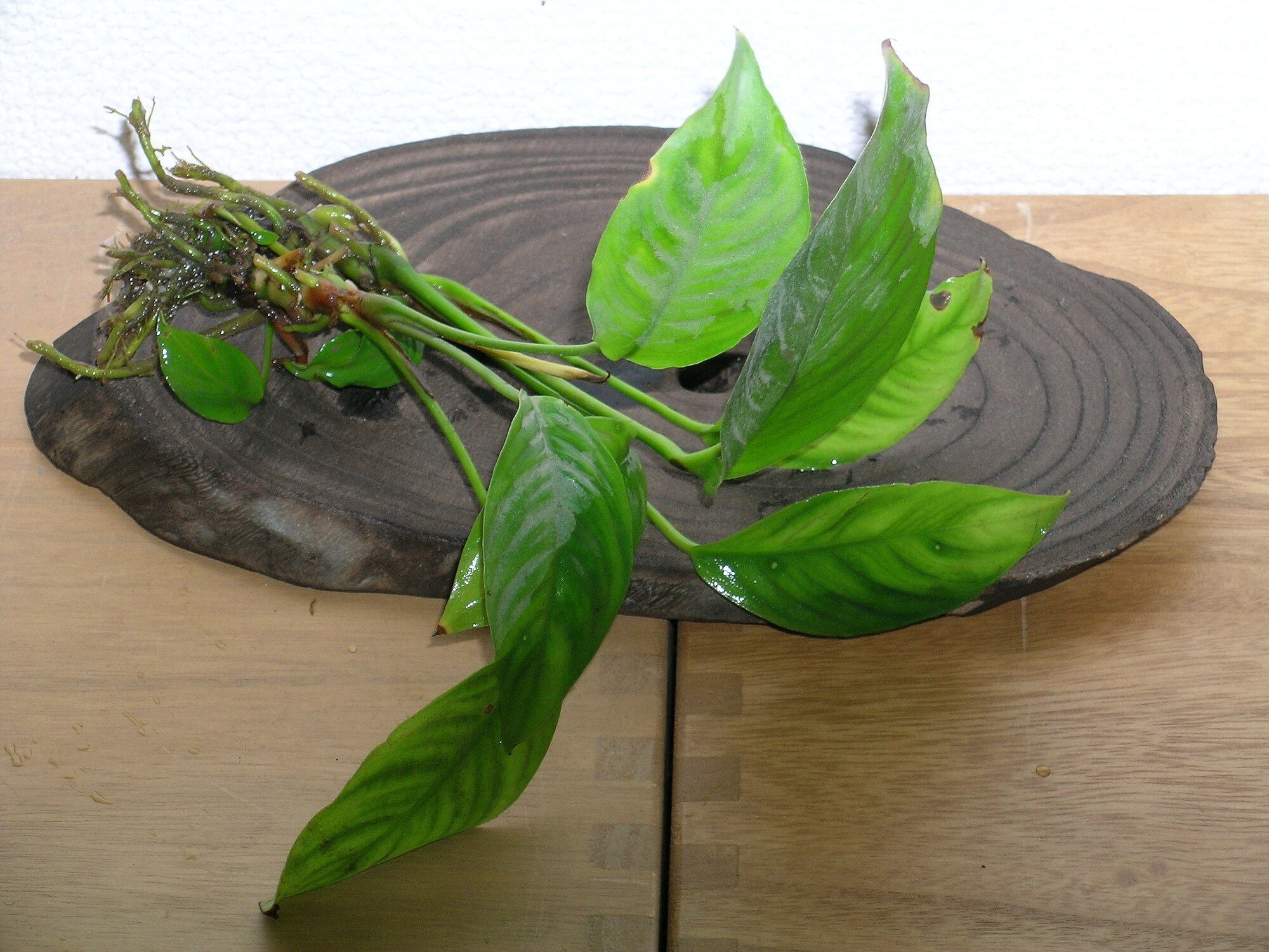 Thumbnail 2 Anubias congensis