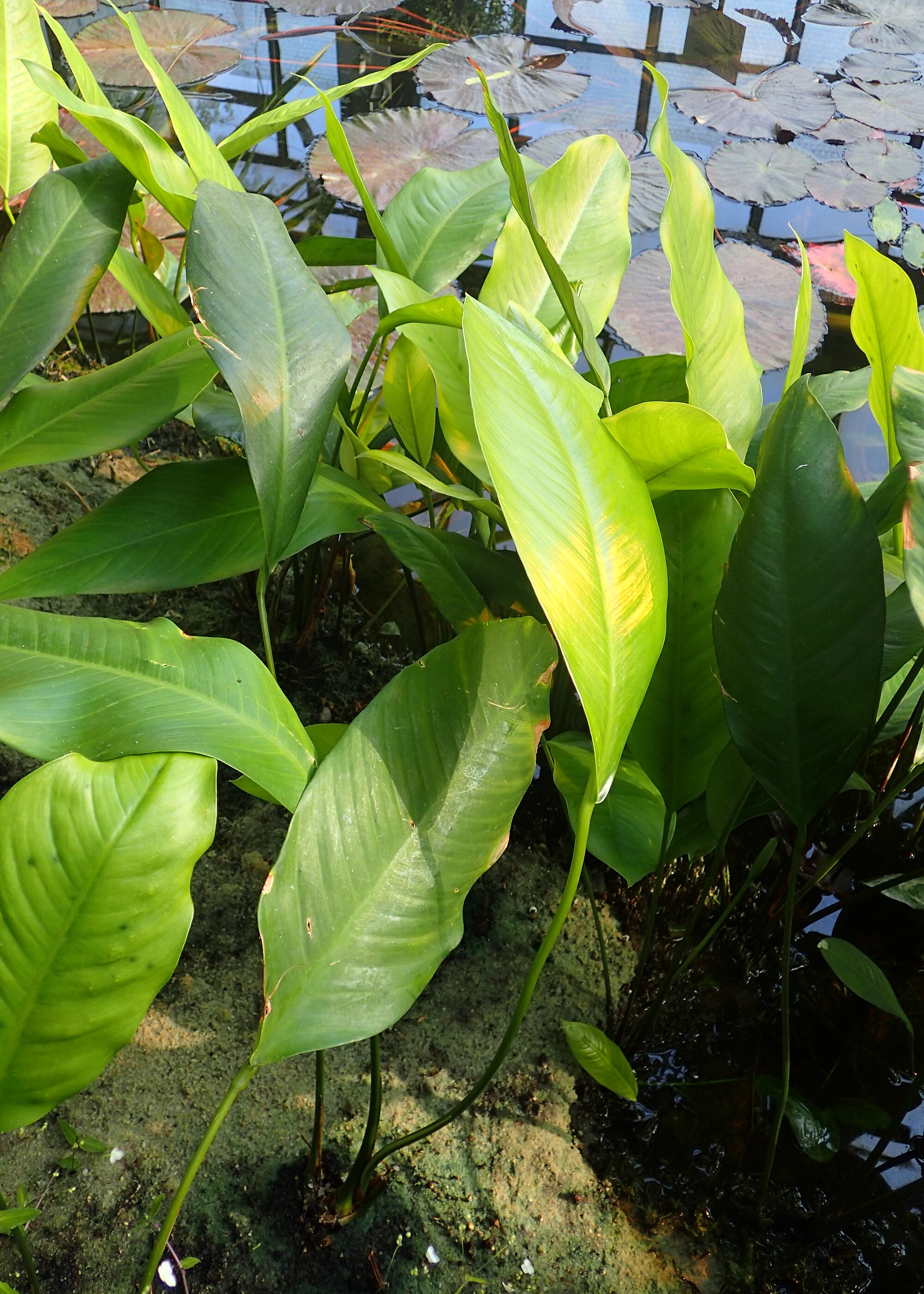 Thumbnail 3 Anubias congensis