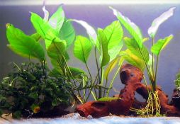 Anubias congensis