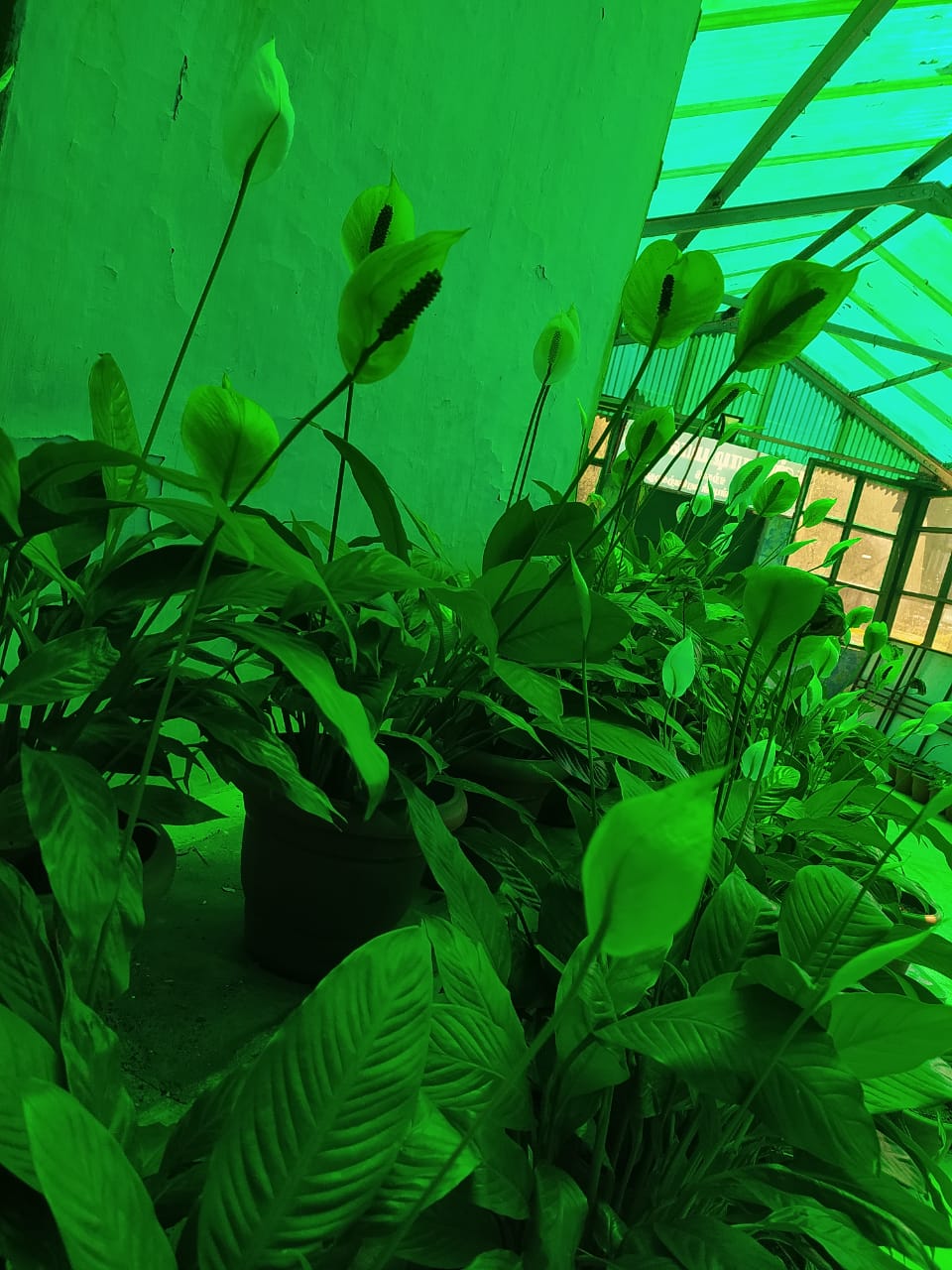 Thumbnail 3 Anubias gigantea