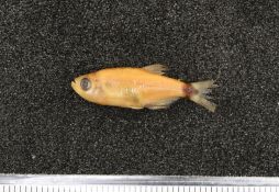 Aphyocharax paraguayensis