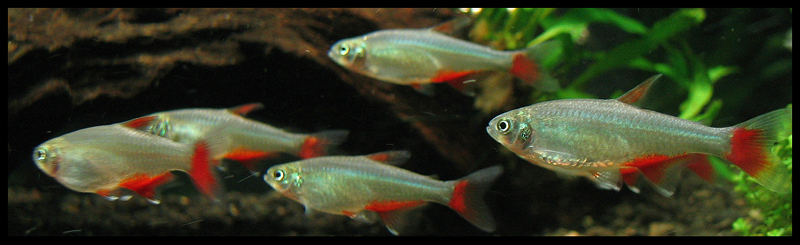 Thumbnail 2 Aphyocharax rubripinnis