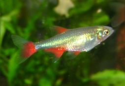 Aphyocharax rubripinnis
