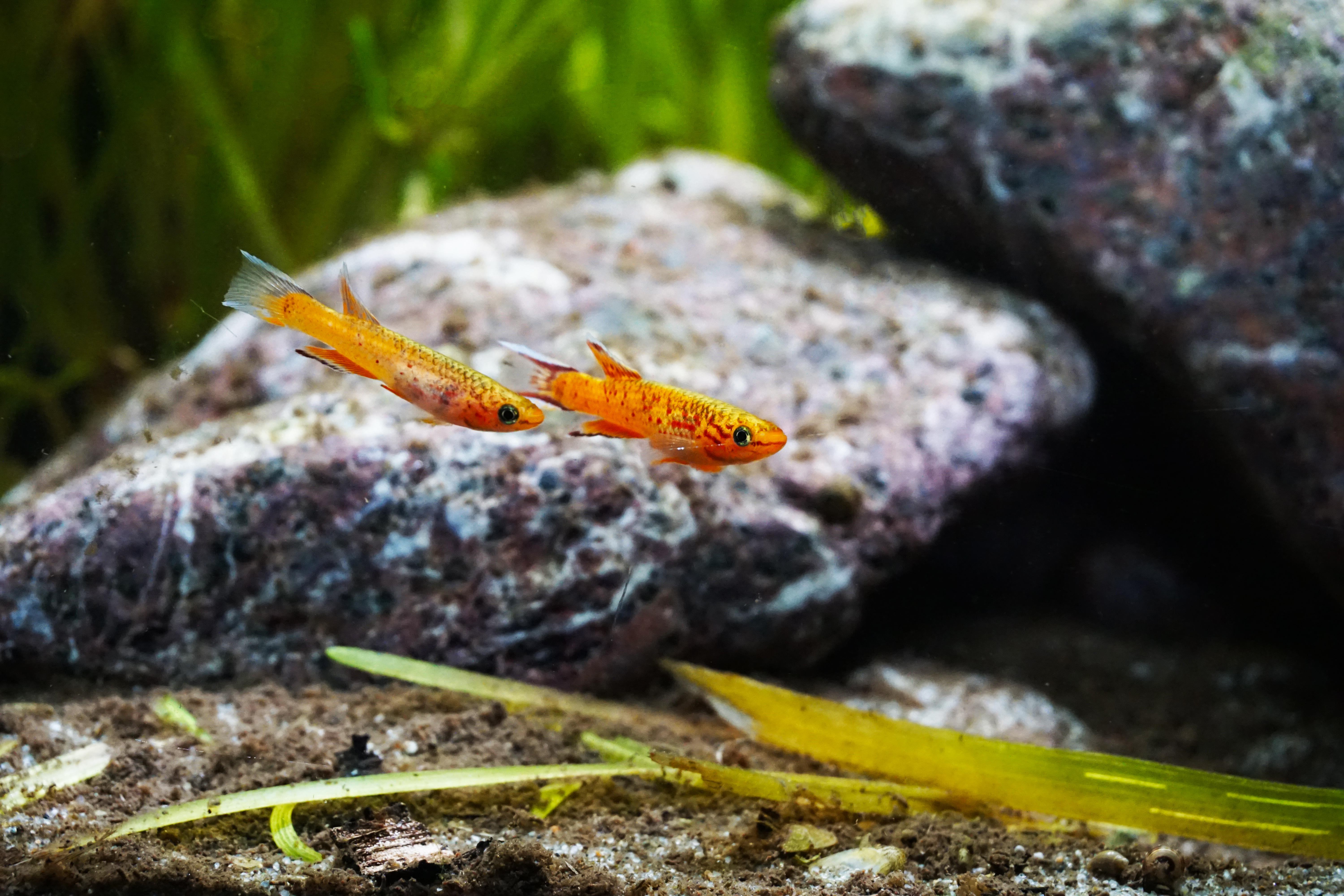 Thumbnail 3 Aphyosemion australe