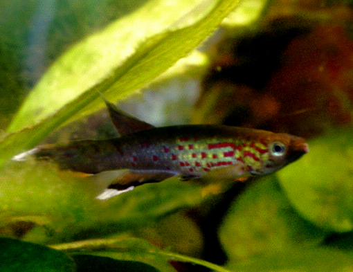 Thumbnail 5 Aphyosemion australe