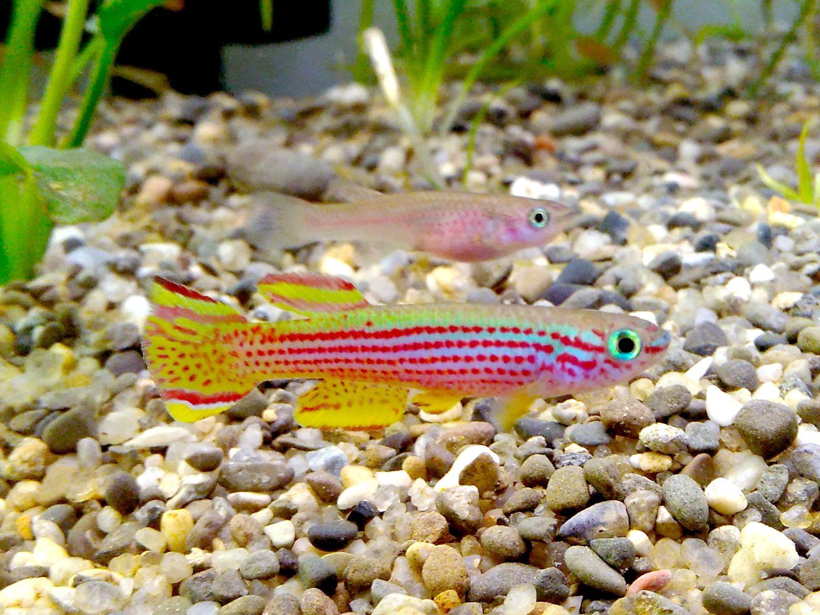 Aphyosemion striatum