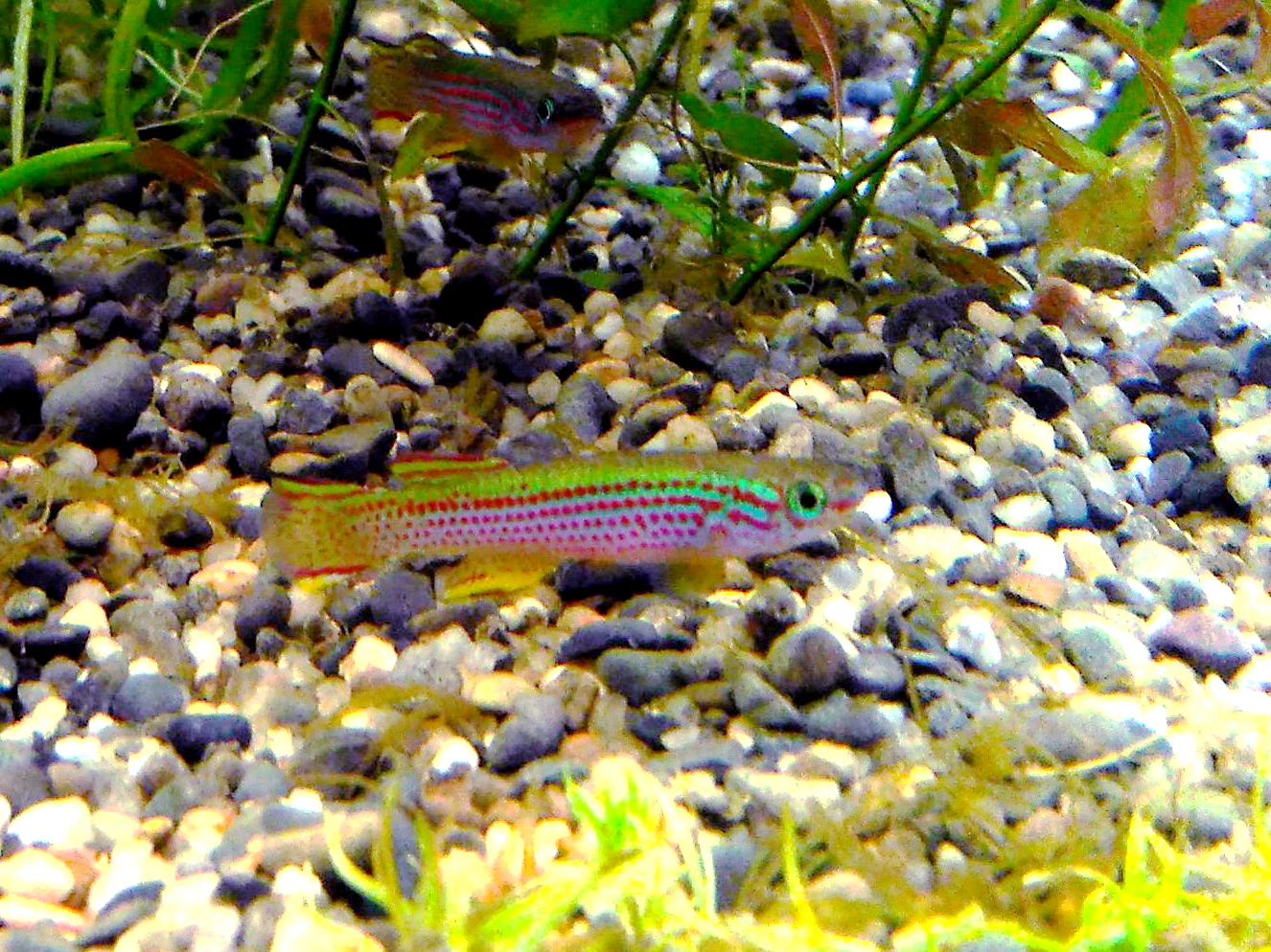 Thumbnail 2 Aphyosemion striatum