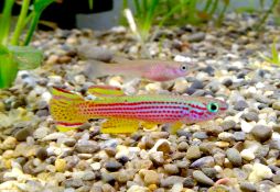 Aphyosemion striatum