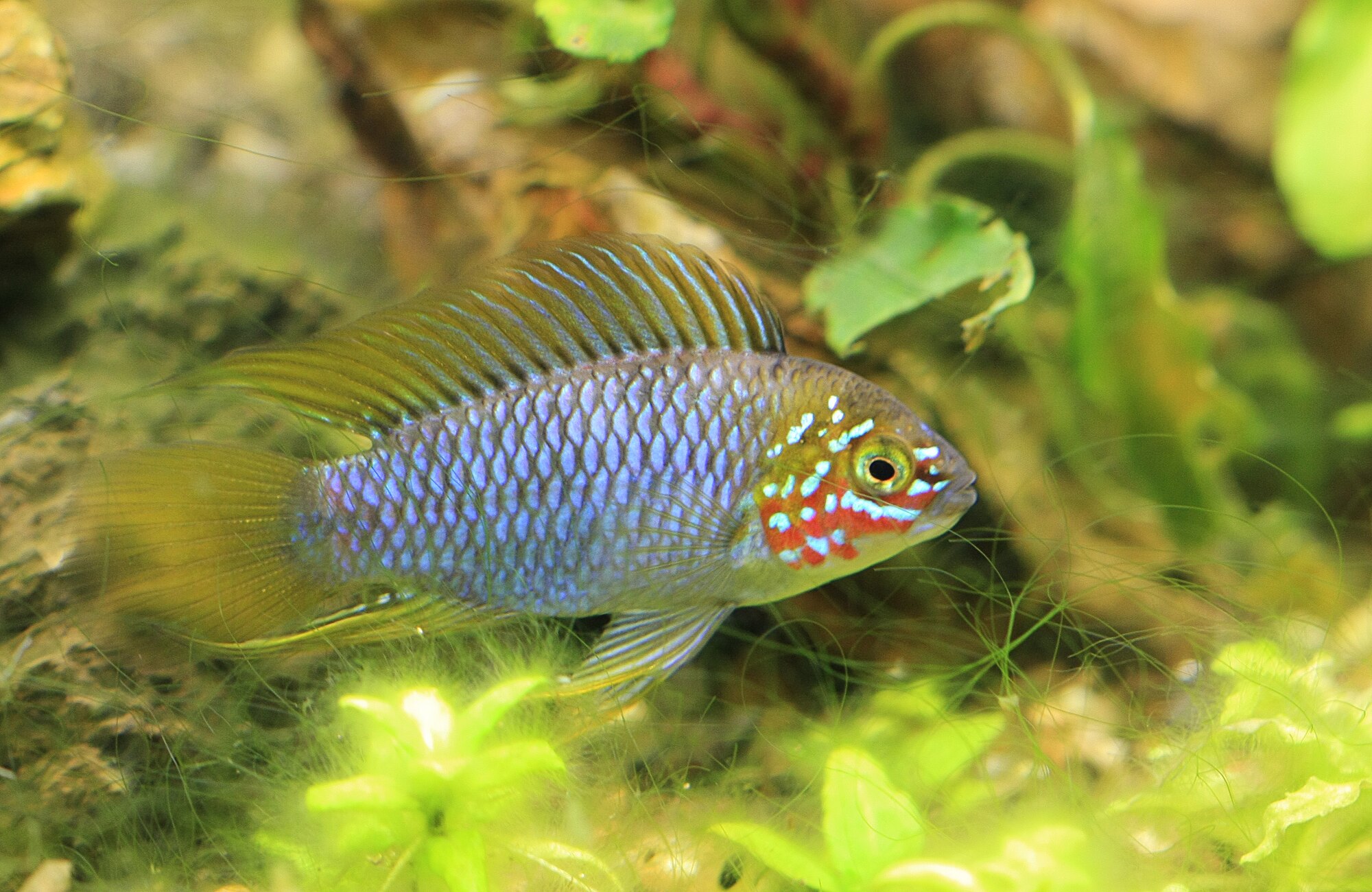 Apistogramma borellii