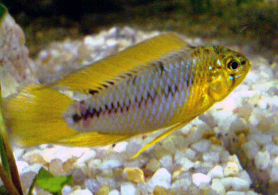 Thumbnail 2 Apistogramma borellii