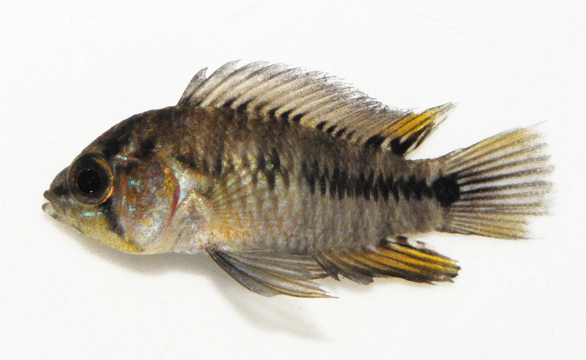 Thumbnail 3 Apistogramma borellii