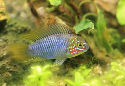 Apistogramma borellii