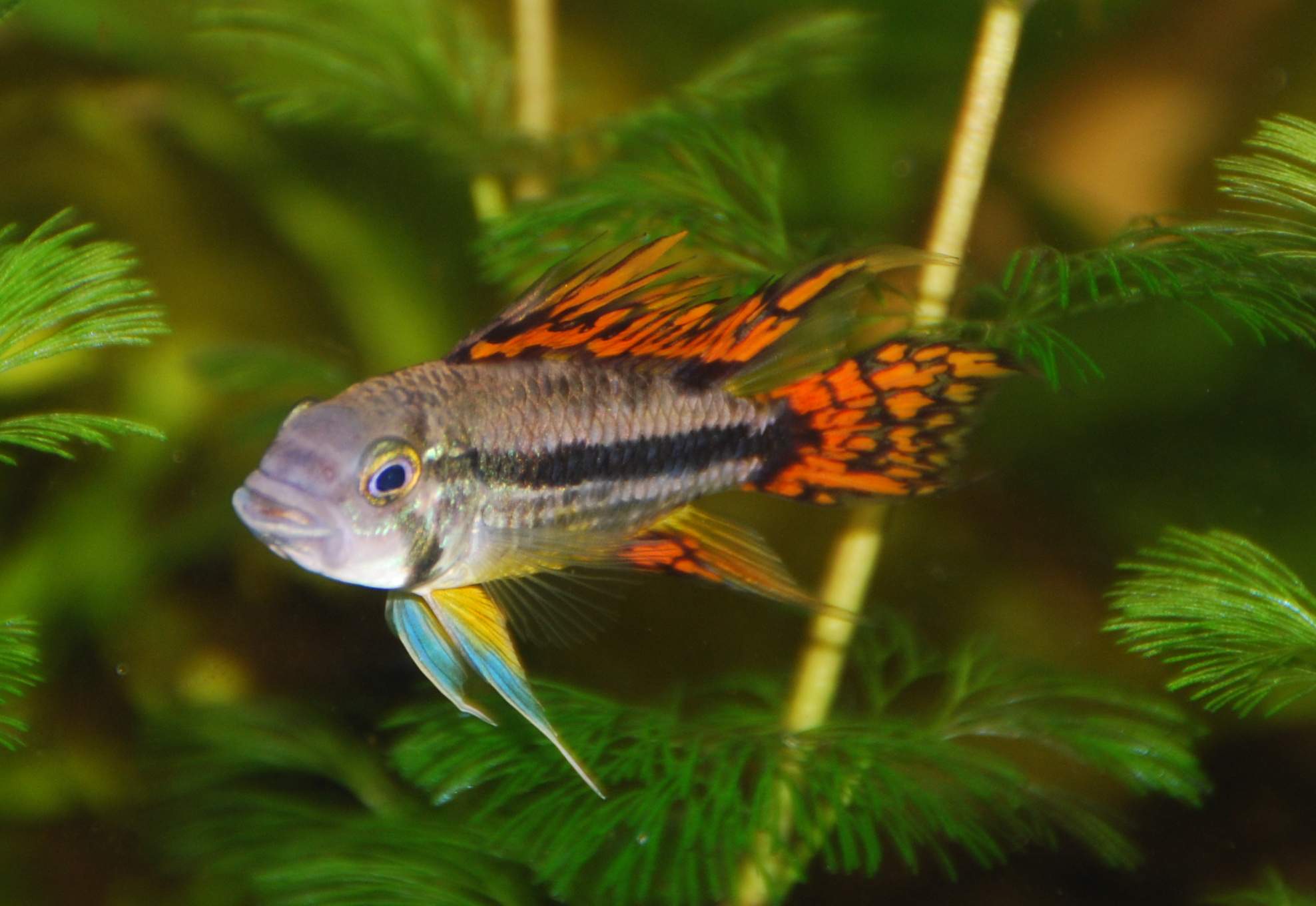 Thumbnail 2 Apistogramma cacatuoides