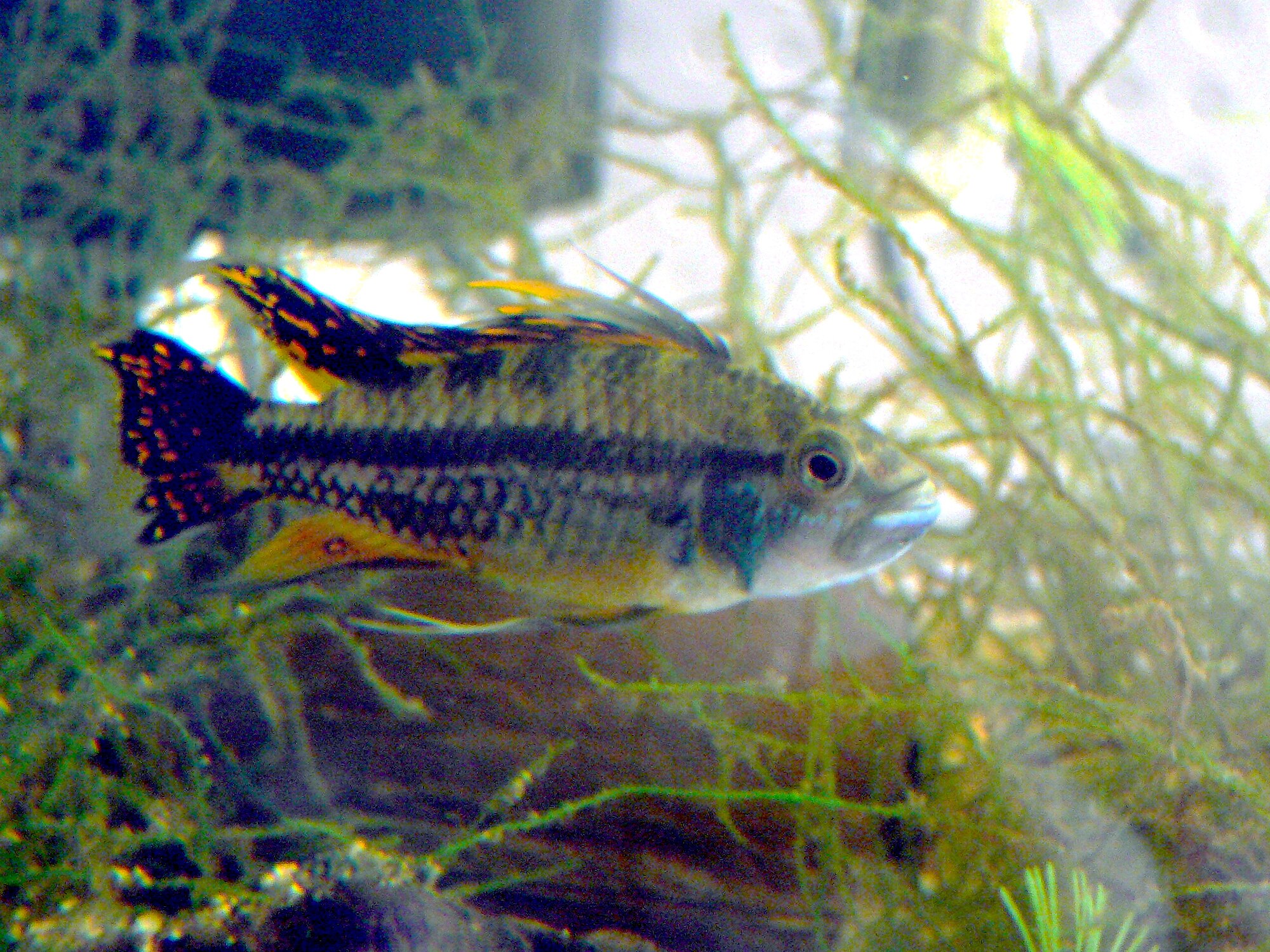 Thumbnail 3 Apistogramma cacatuoides