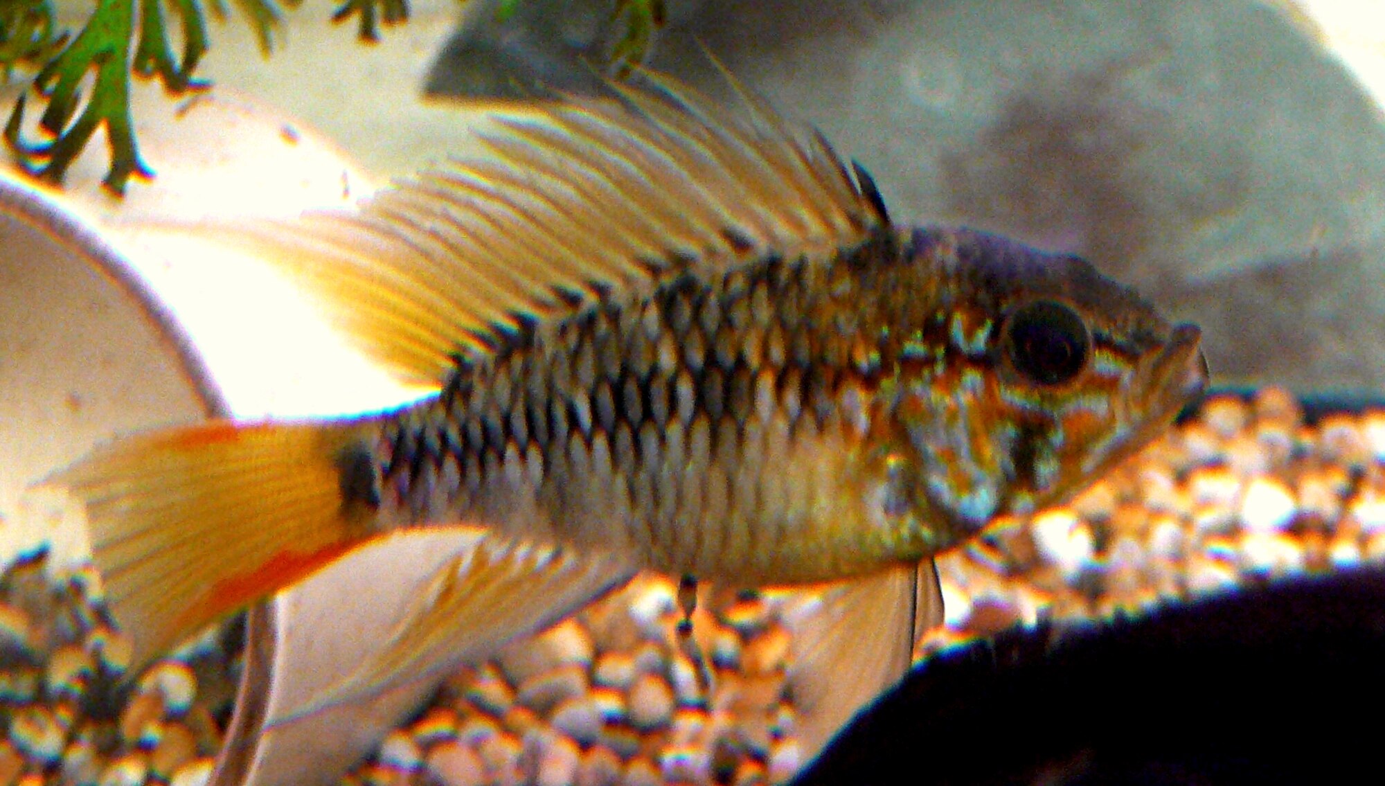 Thumbnail 3 Apistogramma macmasteri