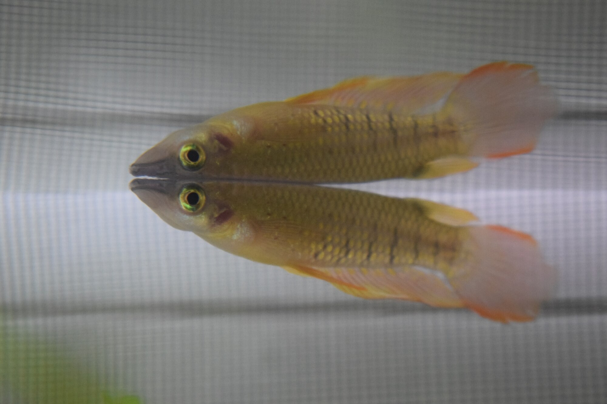 Thumbnail 2 Aplocheilus lineatus