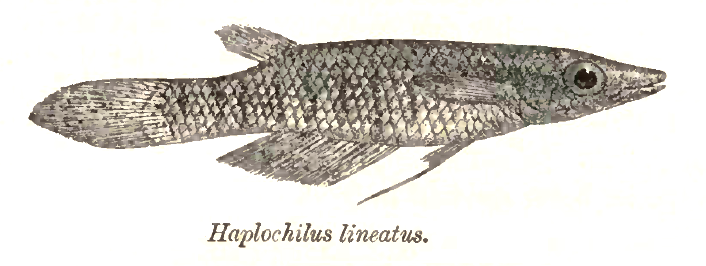 Thumbnail 3 Aplocheilus lineatus