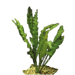 Thumbnail 2 Aponogeton crispus